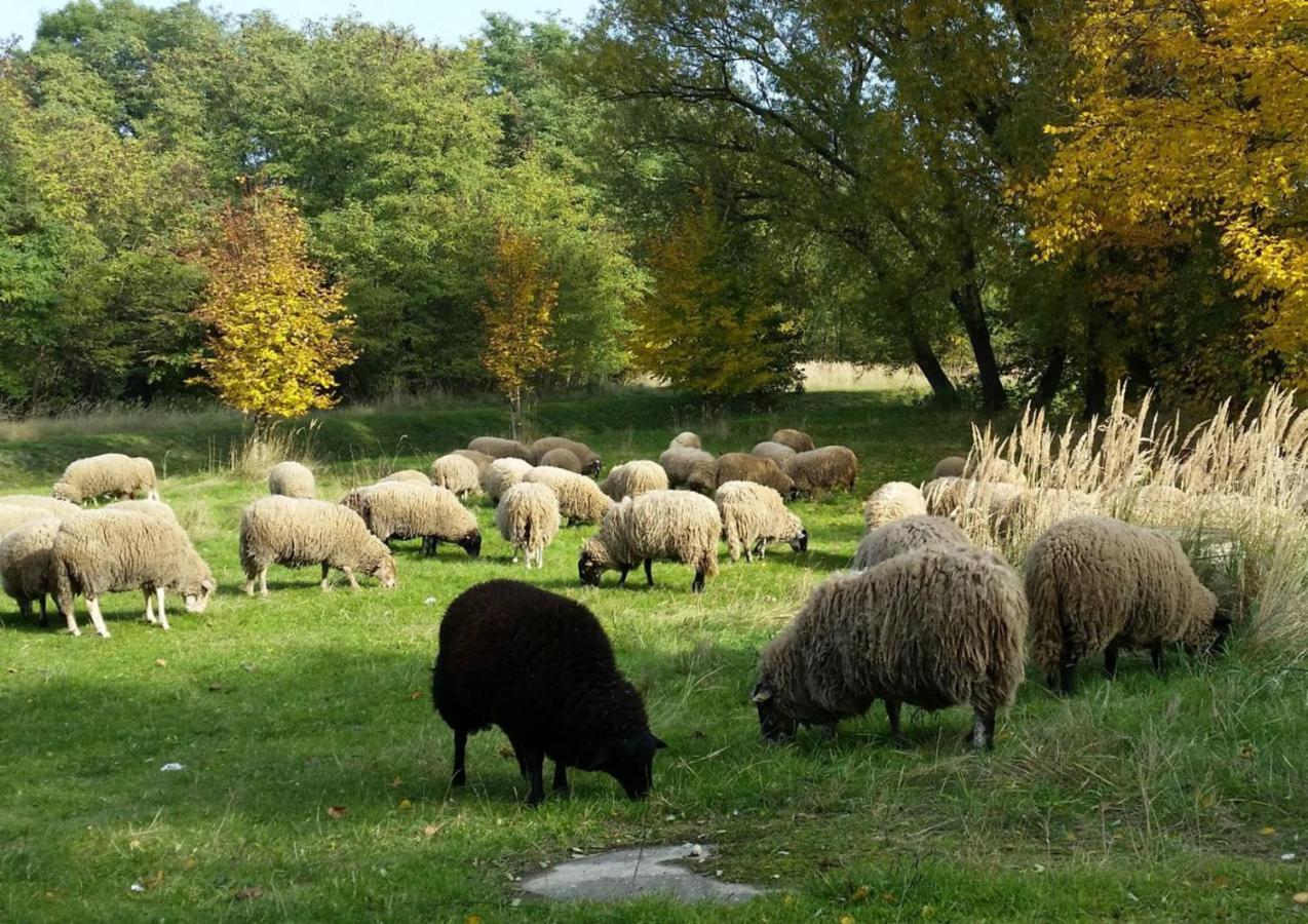 Gut Am See Görlitz Kültér fotó